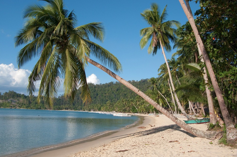 Cocotiers penchés au-dessus d'une plage de sable blanc